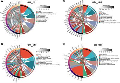 Construction of Immune-Related ceRNA Network in Dilated Cardiomyopathy: Based on Sex Differences